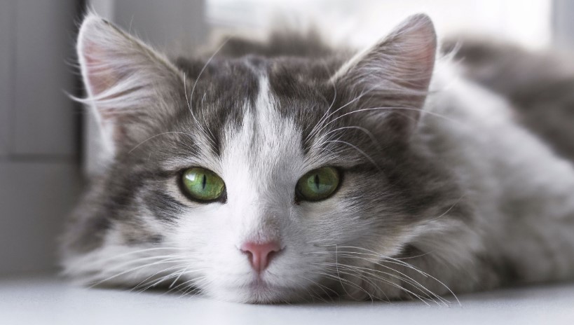 Top 4 Reasons People Consider Cat Euthanasia