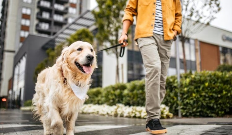 The Benefits of Daily Walks: Why Regular Walks Are Essential for your Dog’s Health