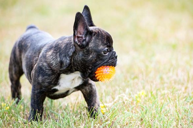 10 Convincing Reasons to Consider a French Bulldog