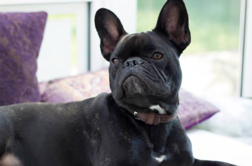 10 Convincing Reasons to Consider a French Bulldog