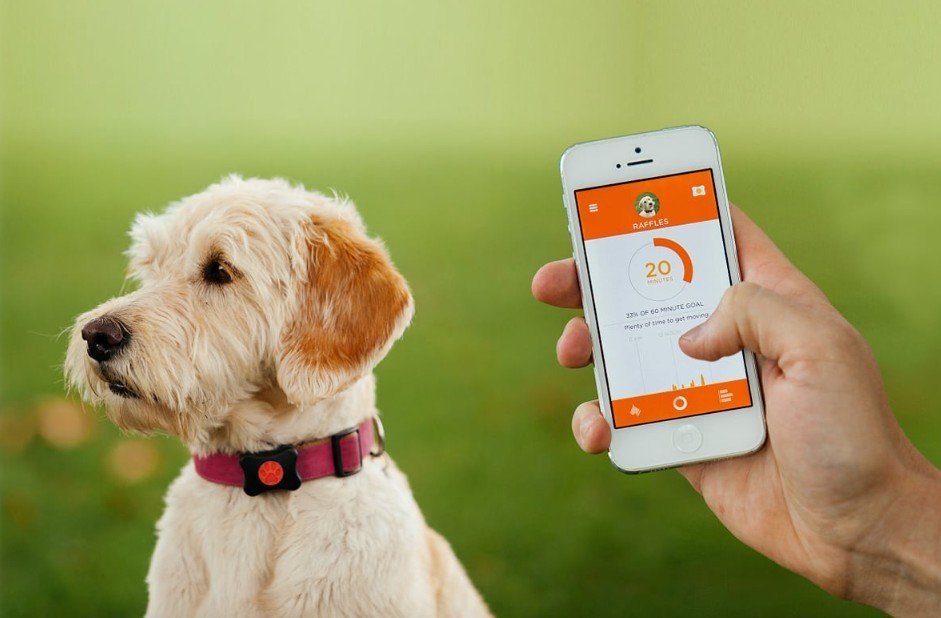 A SaaS Backlink Decision Matrix for Trustworthy Pet-Care Apps